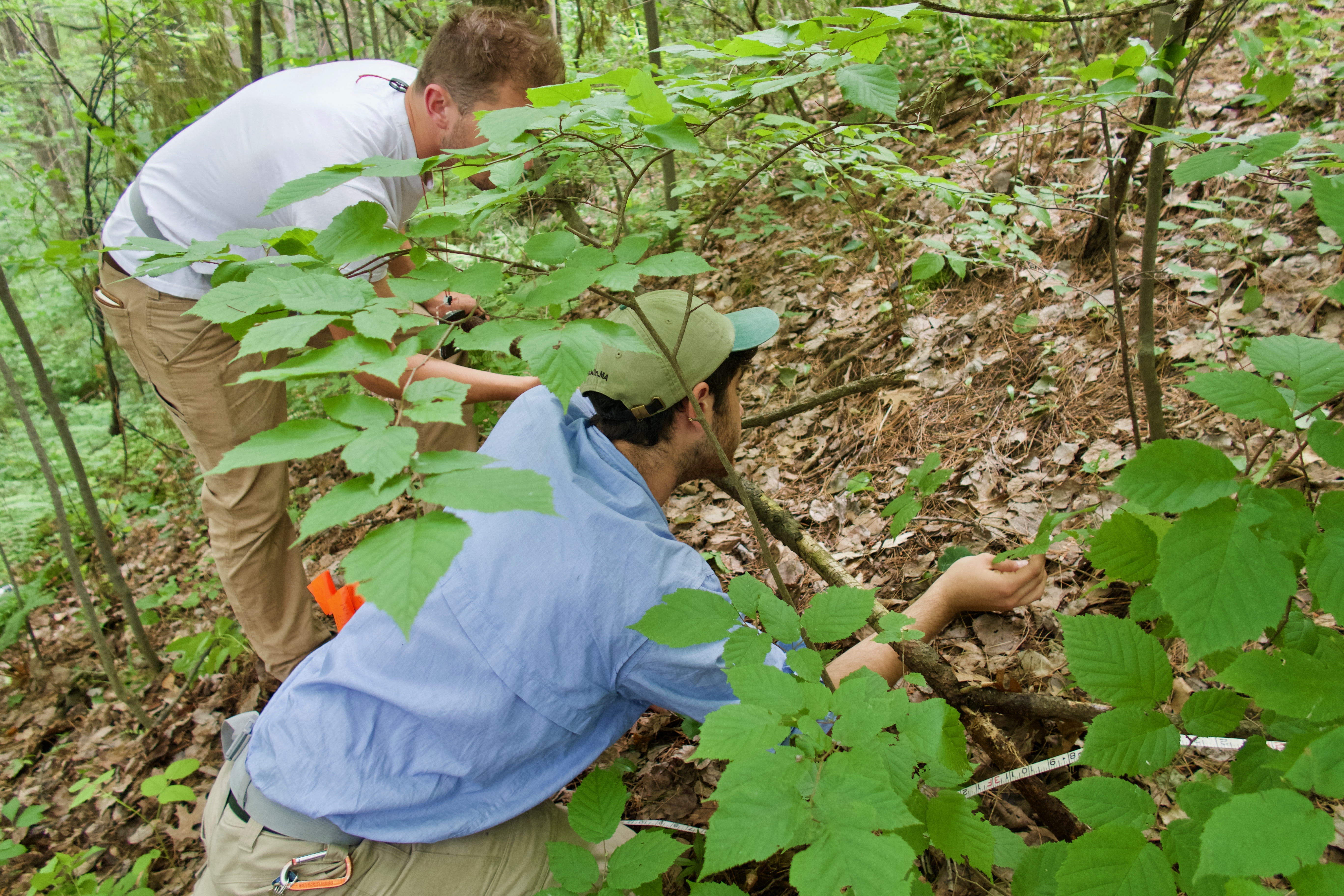 Main page image for Subplot Vegetation Visit Information